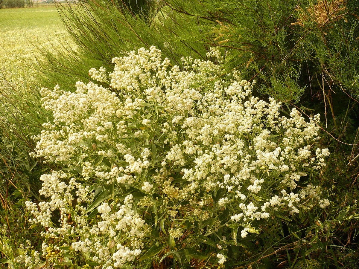Lepidium latifolium (Brassicaceae)